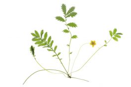 Das Gänsefingerkraut: antiseptisch und entkrampfend | apomio Gesundheitsblog