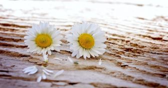 Die Heilplfanze des Jahres: Das Gänseblümchen | apomio Gesundheitsblog