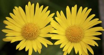 Bei Prellungen und Verstauchungen: Die Arnika | apomio Gesundheitsblog