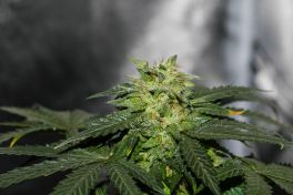 Cannabis, Schlafrhythmus und Winter: Wenn die innere Uhr aus dem Takt gerät | apomio Gesundheitsblog