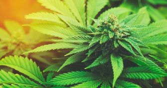 Cannabis-Hyperemesis-Syndrom: Wenn THC paradox wirkt | apomio Gesundheitsblog