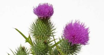 Mariendistel: Mehr als nur ein Ziergewächs | apomio Gesundheitsblog