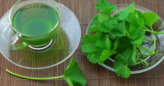 Gotu Kola - Wie wertvoll ist das exotische Heilkraut? | apomio Gesundheitsblog