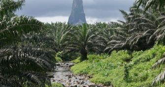 Palmöl: Der umstrittene Rohstoff | apomio Gesundheitsblog