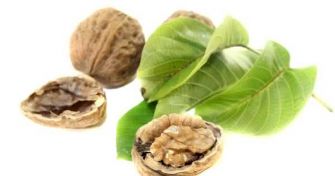 Ein unterschätztes Naturheilmittel: Die Blätter des Walnussbaumes | apomio Gesundheitsblog
