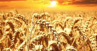 Nahrungsmittel Weizen: Zu Unrecht in Verruf geraten? | apomio Gesundheitsblog