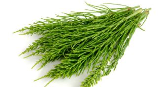 Ackerschachtelhalm: Die Heilpflanze der Kosmetik | apomio Gesundheitsblog