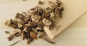 Angelika: Eine Pflanze für Körper und Geist | apomio Gesundheitsblog