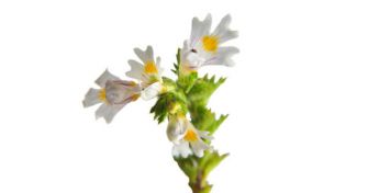 Augentrost: Eine Pflanze deren Namen Programm ist | apomio Gesundheitsblog