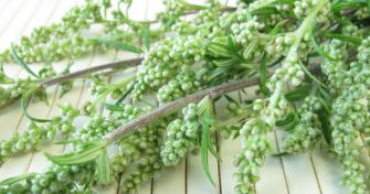 Das Allroundtalent Beifuß - Wer hätte das gedacht? | apomio Gesundheitsblog