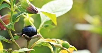 Belladonna - die schwarze Tollkirsche | apomio Gesundheitsblog
