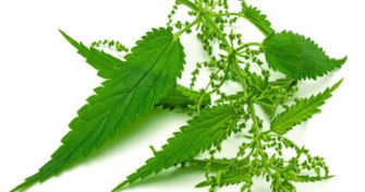 Mehr als nur Unkraut: Die Brennnessel | apomio Gesundheitsblog