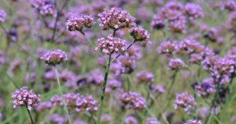 Antibakteriell und entzündungshemmend: Das Eisenkraut | apomio Gesundheitsblog