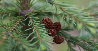 Energiebündel Fichte: Der Baum des Jahres 2017 | apomio Gesundheitsblog