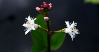 Unter besonderem Schutz: Der Fieberklee | apomio Gesundheitsblog