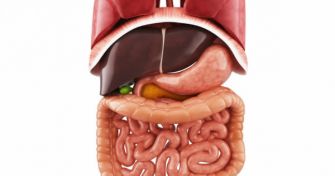 Erkrankungen von Leber und Gallenblase: Infektionen der Gallenwege | apomio Gesundheitsblog