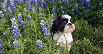 Für den Hund tabu: Diese Pflanzen sind giftig für den besten Freund | apomio Gesundheitsblog