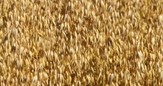 Zu Recht ausgezeichnet: Hafer, die Arzneipflanze des Jahres 2017 | apomio Gesundheitsblog