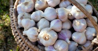 Knoblauch: Die heilende Knolle? | apomio Gesundheitsblog