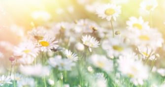 Frühling ist Heuschnupfen-Zeit: Tipps gegen die Pollen | apomio Gesundheitsblog