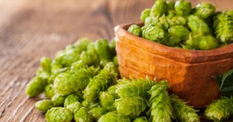 Hopfen: Die beruhigende Wirkung einer sehr bekannten Pflanze | apomio Gesundheitsblog