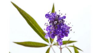 Mönchspfeffer - für geballte Frauenpower | apomio Gesundheitsblog