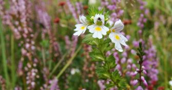 Welche Heilkraft steckt in der Euphrasia? | apomio Gesundheitsblog
