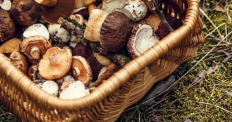 Speisepilze selbst sammeln - so viel Spaß macht der Herbst | apomio Gesundheitsblog