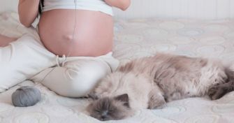 Toxoplasmose: Katze als Risikofaktor? | apomio Gesundheitsblog