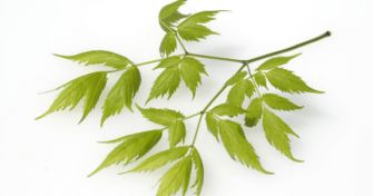 Traubensilberkerze: Wunderwaffe gegen Wechseljahresbeschwerden | apomio Gesundheitsblog