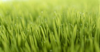 Weizengras und wie es wirkt | apomio Gesundheitsblog