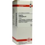 ANGELICA ARCHANGELICA URT D 1 im Preisvergleich